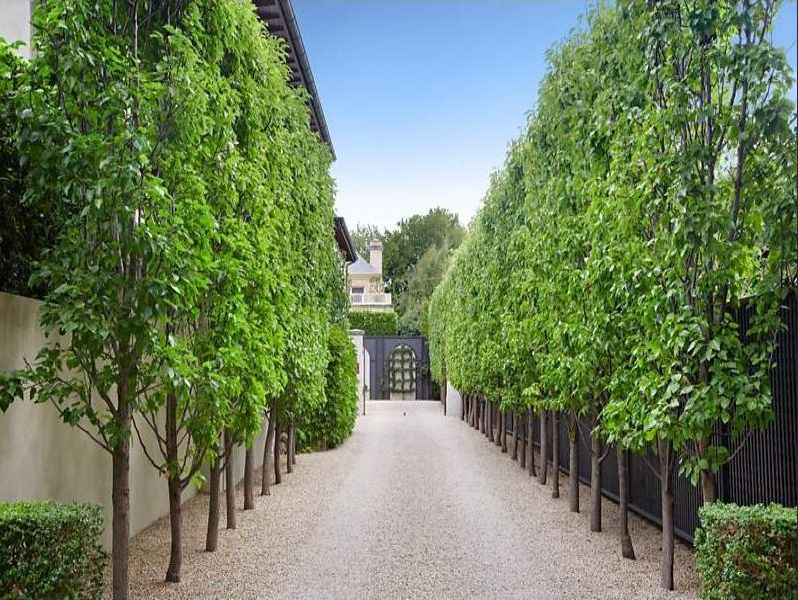 Chanticleer Pear Trees Perth Screening Trees WA