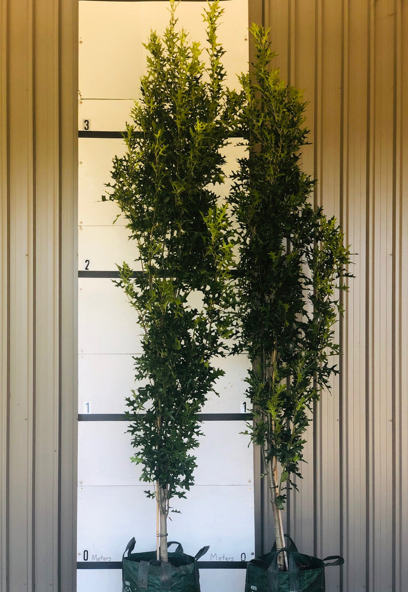 Quercus palustris Pringreen 'Green Pillar' Trees Perth Screening Trees WA