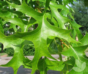 Quercus palustris Pringreen 'Green Pillar'