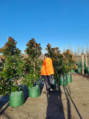 Super Gem Magnolia 100L