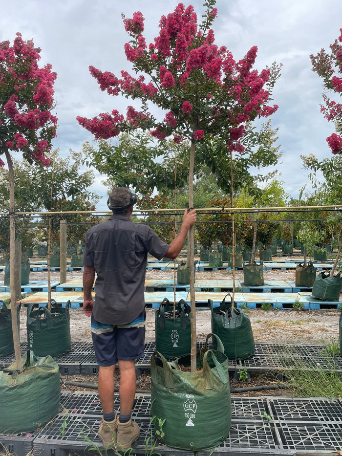 Crepe Myrtle - Tuscarora - 150L bag