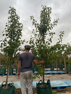 Manchurian Pears - 100L bags