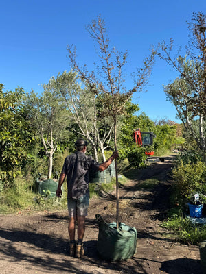 Crepe Myrtle - Tuscarora - 150L bag