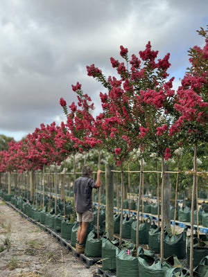 Crepe Myrtle - Tuscarora - 150L bag