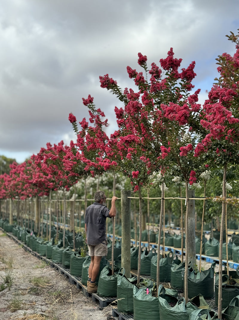 Crepe Myrtle - Tuscarora Trees Perth – Screening Trees WA