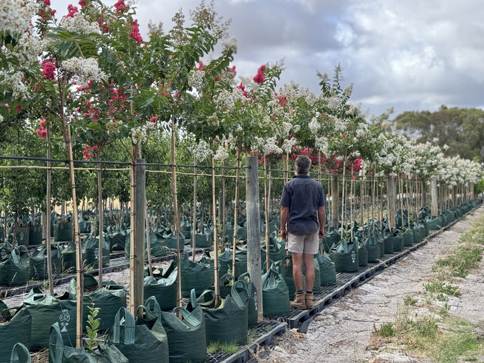 Crepe Myrtle - Natchez - 100L bag
