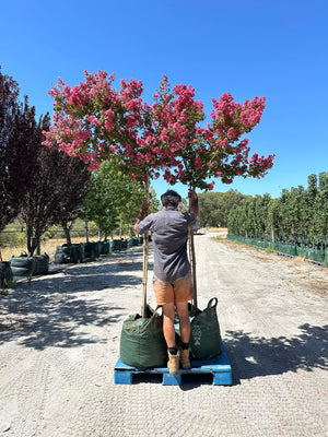 Crepe Myrtle - Tuscarora - 100L bag