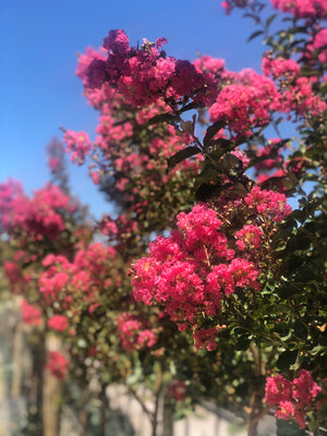 Crepe Myrtle - Tuscarora - 150L bag