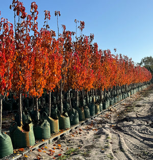Chanticleer Pear - 100L bags