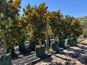 Coolwyn Gloss Magnolia