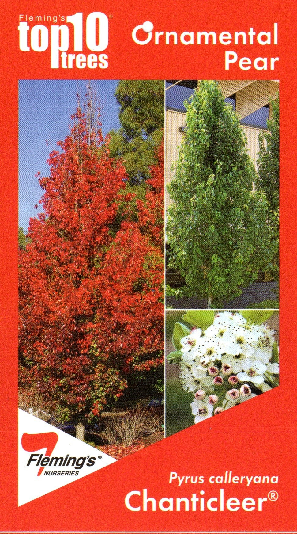 Chantaclear Tree Chanticleer Pear Tree