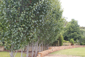 Bradford Pear - 100L Bags