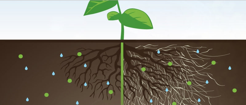 Inoculation Tree Service Perth – Screening Trees WA
