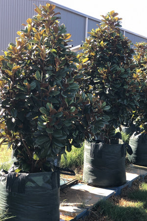 Teddy Bear Magnolia 200L