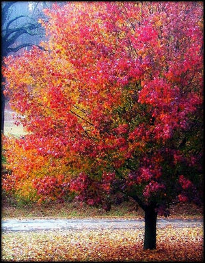 Bradford Pear - 100L Bags