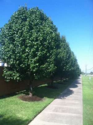 Bradford Pear - 100L Bags