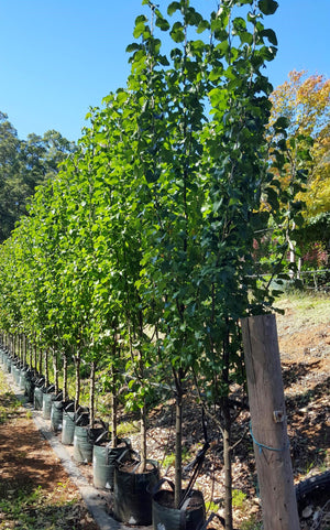 Capital Pear - 100L bags