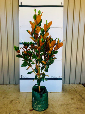 Coolwyn Gloss Magnolia
