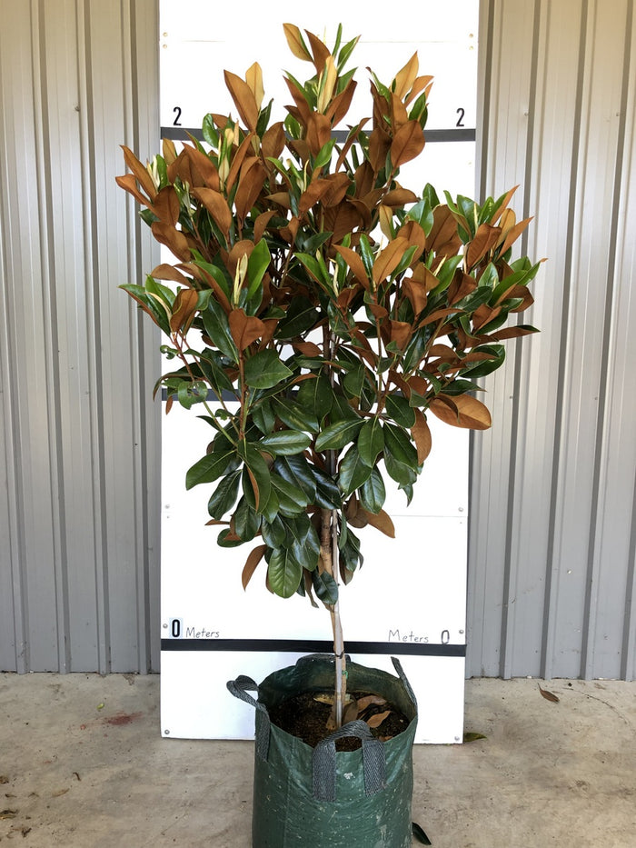Coolwyn Gloss Magnolia