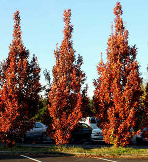 Quercus robur 'Fastigiata