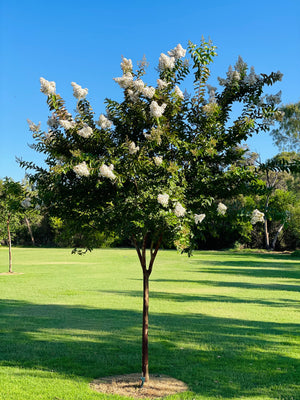 Crepe Myrtle - Natchez - 100L bag