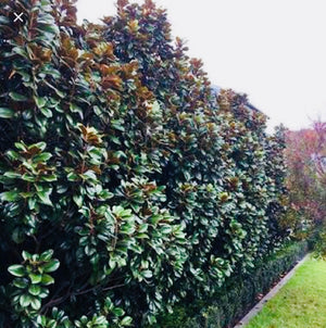 Teddy Bear Magnolia 200L