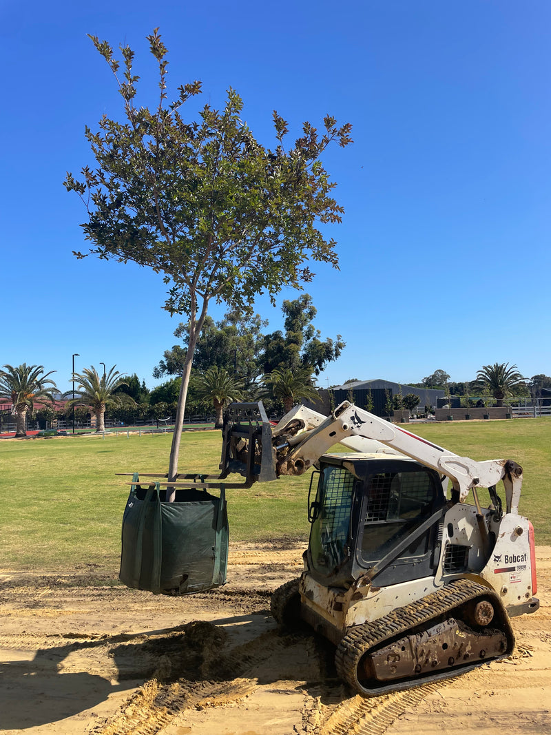 Crepe Myrtle - Tuscarora Trees Perth – Screening Trees WA