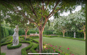 Crepe Myrtle - Natchez - 100L bag