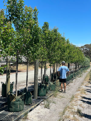 Manchurian Pears - 100L bag