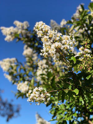Crepe Myrtle - Natchez - 100L bag