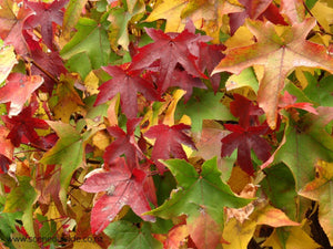 Gumball Liquidambar - 200L bags