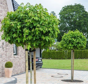 Gumball Liquidambar - 200L bags