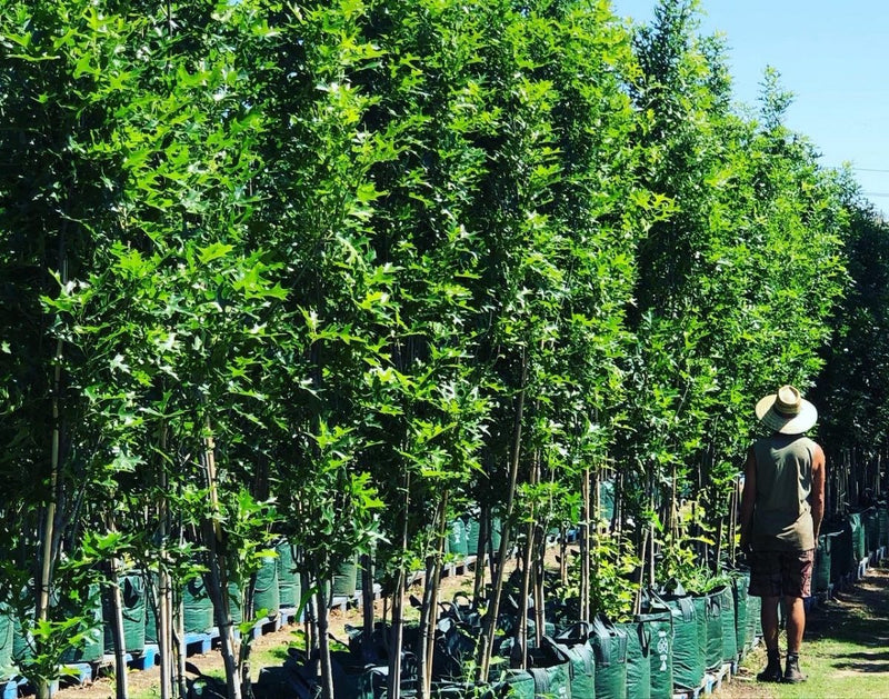 Quercus palustris Pringreen 'Green Pillar' Trees Perth – Screening Trees WA