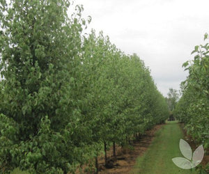 Snow Pear - 100L bags