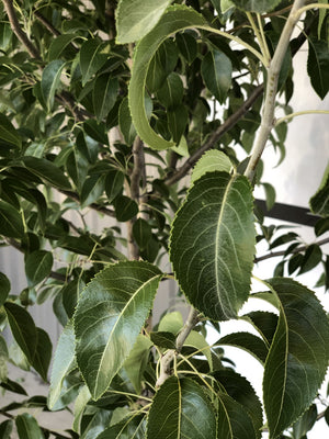 Snow Pear - 100L bags
