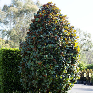 Teddy Bear Magnolia 200L
