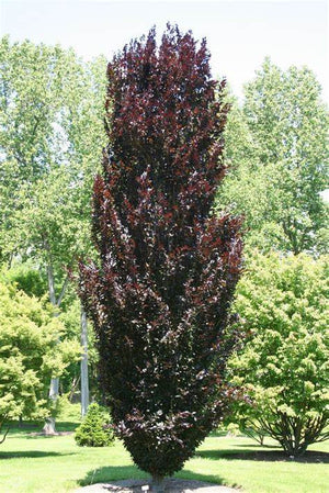 Crimson Spire "Oakville Highlights"